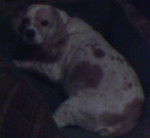 Luccielle - Cocker Anglais (8 ans)