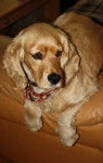 Scotty - Cocker Anglais Mâle (7 ans)