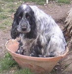 phurya de mendi sola - Cocker Anglais (10 mois)