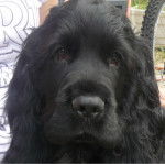 Jocker - Cocker Anglais Mâle (4 mois)