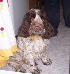 cokina - Cocker Anglais (4 ans)
