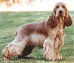 Cocker Anglais - Cocker Anglais