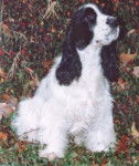 Cocker Anglais - Cocker Anglais