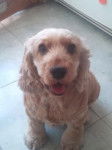 Scarlett - Cocker Anglais (3 ans)