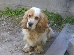 POPPY - Cocker Anglais Mâle (10 ans)