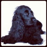 WLADIMIR - Cocker Anglais Mâle (1 an)