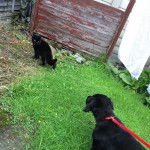 jack - Cocker Anglais Mâle (5 mois)