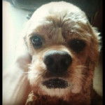 Rox - Cocker Anglais Mâle (7 ans)