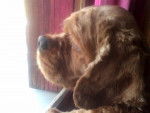 Rox - Cocker Anglais Mâle (7 ans)