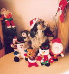 Urko cocker spaniel - Cocker Anglais