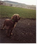 Achille, cocker anglais - Cocker Anglais