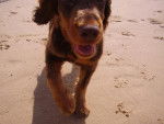 cresus cocker spaniel - Cocker Anglais