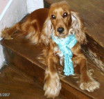 Bahia, la petite cocker anglais - Cocker Anglais