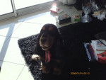 apache - Cocker Anglais Mâle (6 ans)