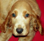 cocker anglais benton - Cocker Anglais