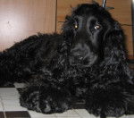 Espion cocker spaniel - Cocker Anglais