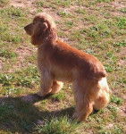 deci cocker anglais - Cocker Anglais