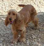 Frenchy, cocker anglais - Cocker Anglais