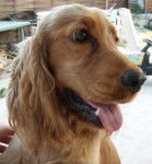 Frenchy, cocker anglais - Cocker Anglais