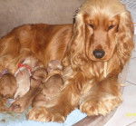 Frenchy, Cocker anglais - Cocker Anglais