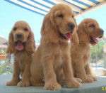 cocker anglais - Cocker Anglais