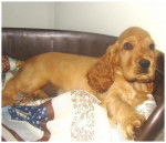 cocker anglais Sam - Cocker Anglais