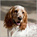 Cocker Anglais Spaniel Robe Blenheim - 1an et 1/2 - Cocker Anglais
