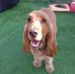 Jules Cocker Anglais - Cocker Anglais