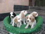 Cachorritos - Cocker Anglais (4 mois)