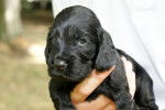 Stanley chiot Cocker Anglais Noir - Cocker Anglais