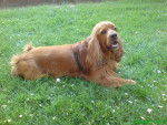Bill en 2007 à 9 ans, beau Cocker roux - Cocker Anglais (9 ans)