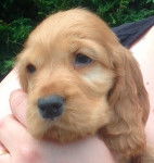 Joschi - Cocker Anglais Mâle (2 mois)