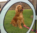 Skye - Cocker Anglais (2 ans)