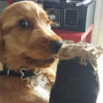 Merlin - Cocker Anglais Mâle (4 mois)