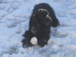 Altesse et la boule de neige - Cocker Anglais