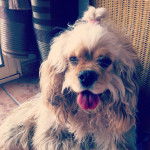 Vanille - Cocker Anglais (1 an)