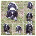 Magic - Cocker Anglais Mâle (2 mois)