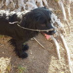 Fluffy - Cocker Anglais Mâle (1 an)