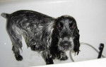Ulka sous la douche - Cocker Anglais (6 mois)