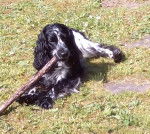 Magic de la Douce Folie - Cocker Anglais Mâle (11 mois)