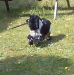 Magic de la Douce Folie - Cocker Anglais Mâle (11 mois)