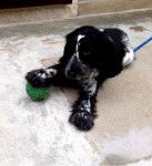 Magic - Cocker Anglais Mâle (1 an)