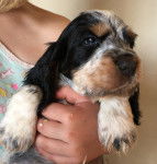 Photo Cocker Anglais Mâle (2 mois)