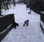 Ulka - Cocker Anglais (6 mois)