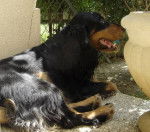 Titus - Cocker Anglais Mâle (7 mois)