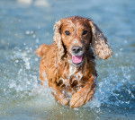 Photo Cocker Anglais