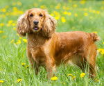 Photo Cocker Anglais