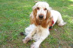 Photo Cocker Anglais