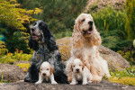 Une famille de Cocker Anglais 