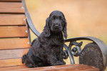 Un Cocker Anglais assis sur un banc en bois